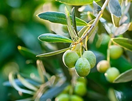oliven